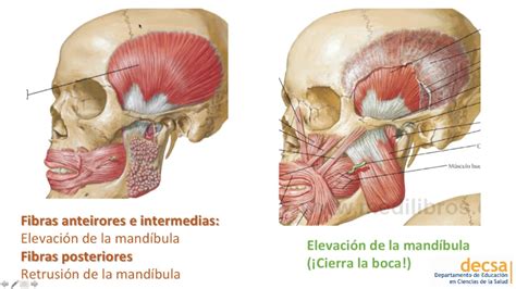 ATM y Músculos de la Masticación - Anatomía - YouTube