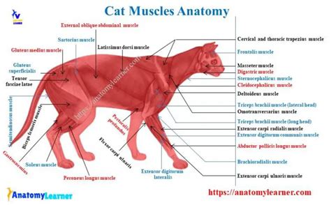 Cat Muscle Anatomy with Labeled Diagram » AnatomyLearner >> The Place ...