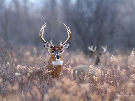 🔥 [41+] HD Whitetail Deer Wallpapers | WallpaperSafari