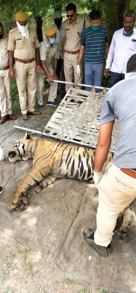 Rajasthan: Tiger found dead at Mukundara Tiger Reserve in Kota - India ...