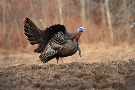 Gobbling Wild Turkey Shared Rights | Etsy