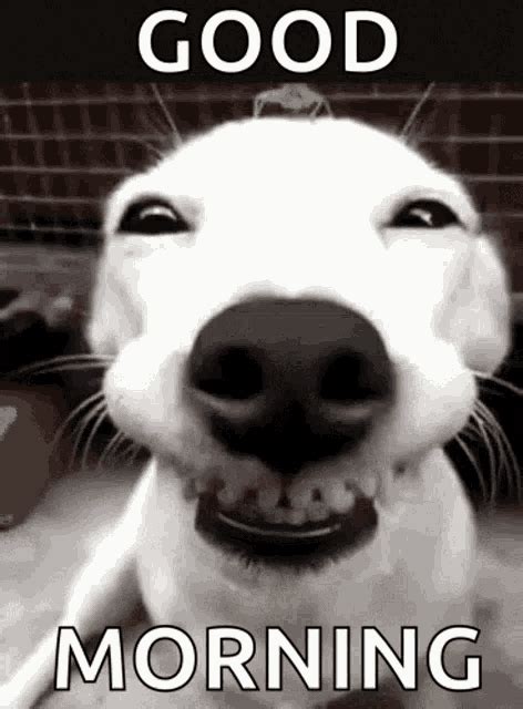 Dog Smiling GIF – Dog Smiling With – discover and share GIFs