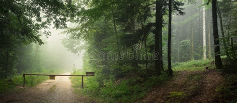 Two Paths in the Forest with Fog in Panoramic Stock Photo - Image of mysterious, nature: 63832386