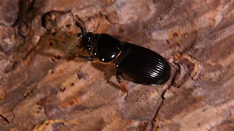 Bess beetle - Stock Video Clip - K003/5398 - Science Photo Library