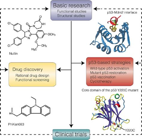 4 Over 30 years of p53 basic research have led to the development of ...