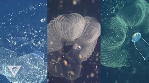 ‘Giant’ larvaceans filter the ocean with mucous webs – The Kid Should See This