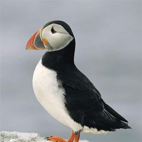 ANGLESEY WILDLIFE WALKS (Holyhead) - Qué SABER antes de ir