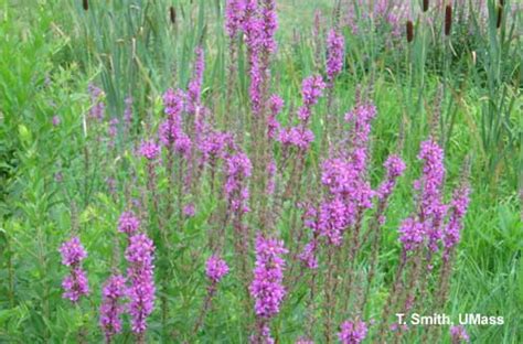 Invasive Plant - Purple Loosestrife | Center for Agriculture, Food, and ...