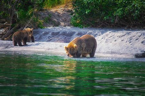 Kamchatka Brown Bear Female and Bear Cubs Catch Fish on the Kuril Lake. Kamchatka Peninsula ...