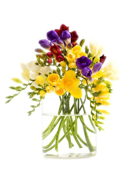 Freesia flowers stock photo. Image of yellow, orange - 16700650