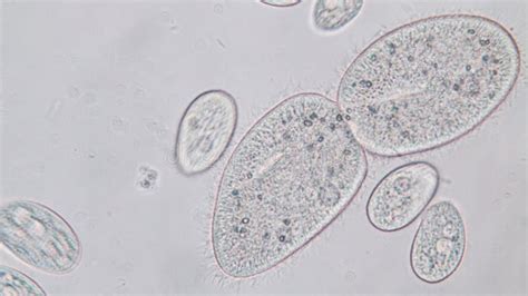 Paramecium Caudatum is a Genus of Unicellular Ciliated Protozoan Under ...