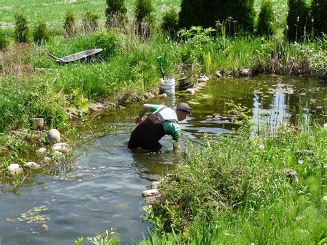 Pond Maintenance | Pond maintenance, Ponds backyard, Garden stream