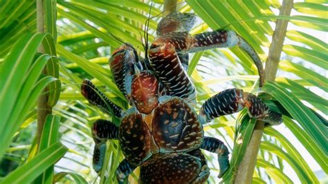 coconut crab | Habitat & Facts | Britannica