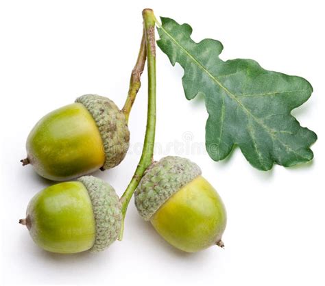 Acorn With Leaf Stock Photography - Image: 27261472