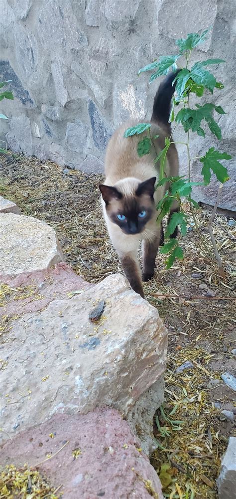 Applehead Siamese? | TheCatSite