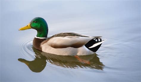 282,414 Duck Swims Images, Stock Photos, 3D objects, & Vectors | Shutterstock