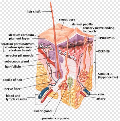 Free download | Subcutaneous tissue Superficial fascia Integumentary ...