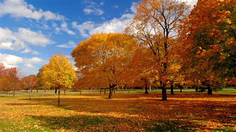 1920x1080 Nature, asphalt, foliage, park, trees, autumn ...