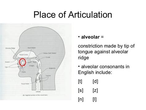 13 phonetics iii