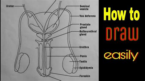 Gross Anatomy Male Reproductive System