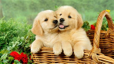 Cute Puppy Desktop Wallpapers on WallpaperDog