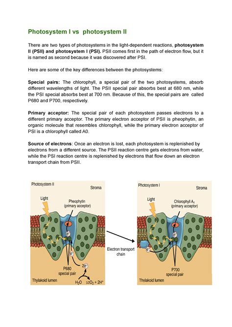 Photosystem I v-s photosystem II - Photosystem I vs photosystem II There are two types of - Studocu