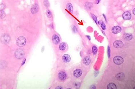 An Intro to H&E Staining: Protocol, Best Practices, Steps & More