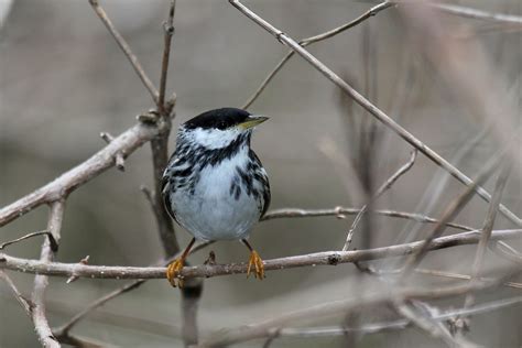 Blackpoll warbler - song / call / voice / sound.