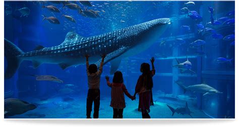 Biggest Aquarium In The World Osaka - Aquarium Views