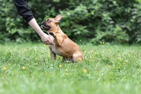 French Bulldog Training: Tips And Techniques For Success