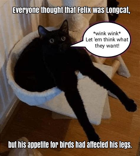 You know what they say about long legs - Lolcats - lol | cat memes | funny cats | funny cat ...