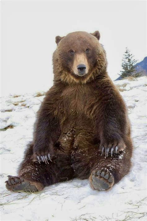 Sitting Pretty: a grizzly bear plopped down on the snow. | Ursos ...