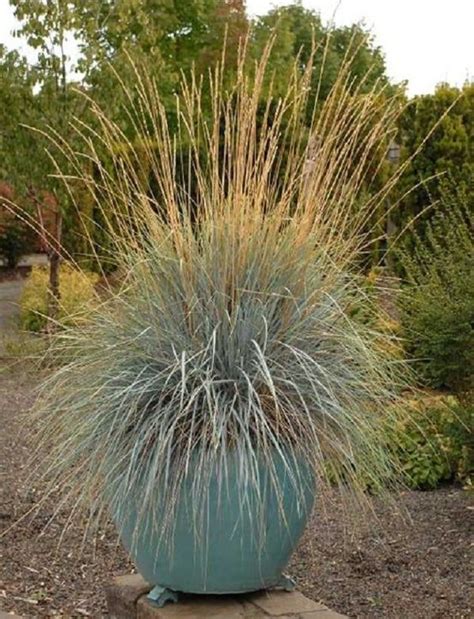 22 Best Ornamental Grasses for Containers + How to Grow them | Ornamental grasses, Patio plants ...