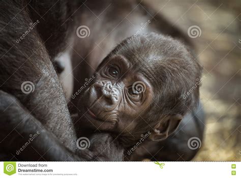 Baby of a Western Lowland Gorilla Stock Image - Image of mammal, monkey ...