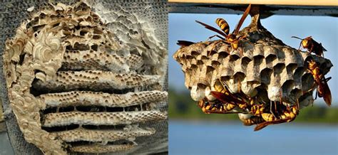 Paper Wasp Nest Vs Hornet Nest