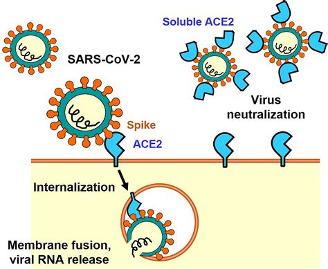 Frontiers | Angiotensin-Converting Enzyme 2 (ACE2) in the Pathogenesis ...