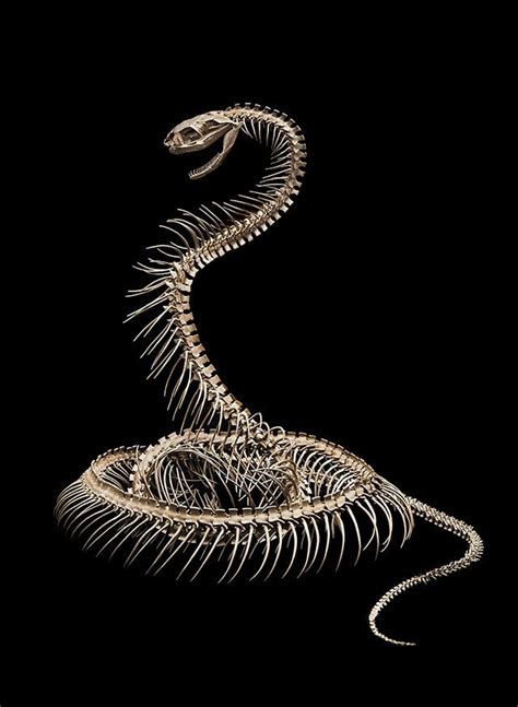 満田晴穂《自在蛇骨格》 | Animal skeletons, Snake art, Skeleton art