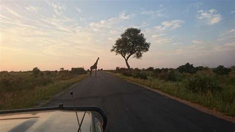 From Hoedspruit: Kruger National Park Safari with Transfer | GetYourGuide