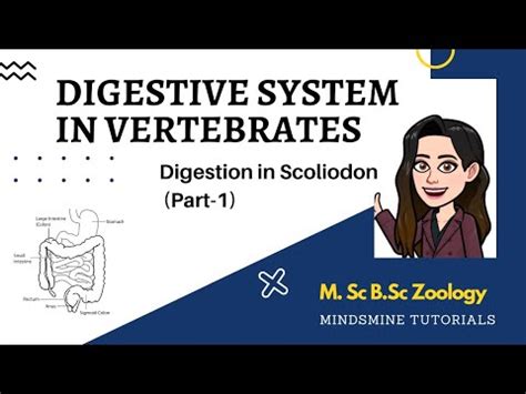 Digestive system in Vertebrates (Fishes-Scoliodon)-Comparative Anatomy Video Lecture - Zoology ...