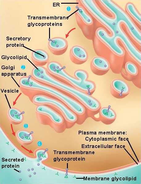 exocytosis.html 07_10MembraneSynthesis.jpg