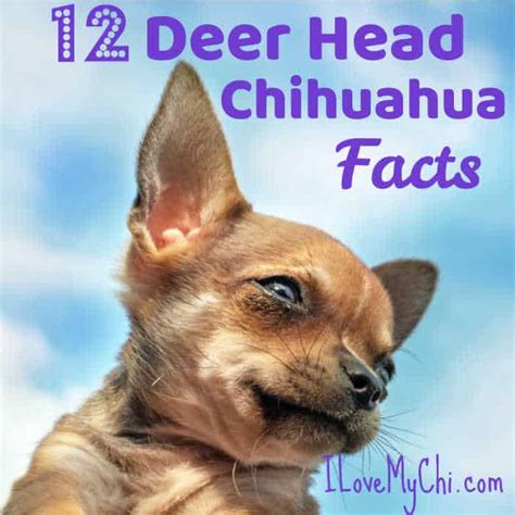 8 Interesting Baby Chihuahua Facts - I Love My Chi