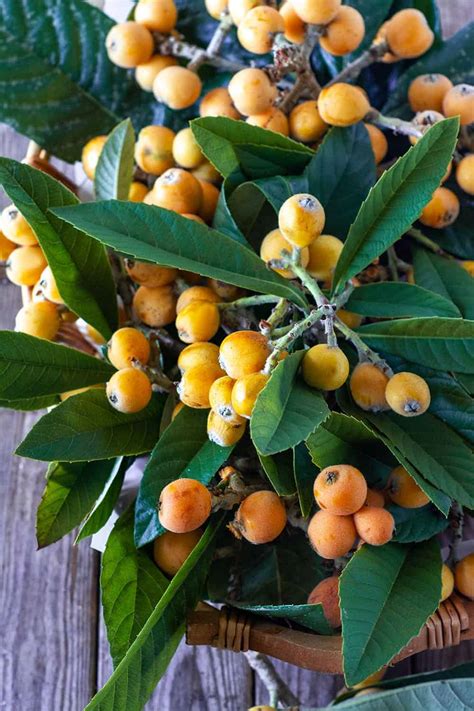 Loquat Fruit - Healthier Steps