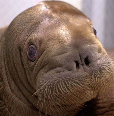 Baby walrus arrives at NY Aquarium