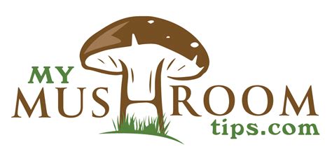 The 5 Best Mushroom Popcorn Products: A Review Guide - My Mushroom Tips