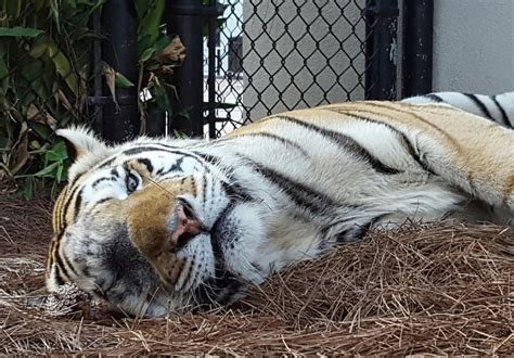 LSU's Mike the Tiger dies after cancer battle