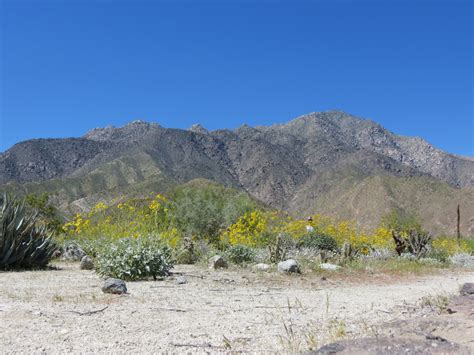 Desert Wildflowers Day Trip - Borrego Springs, CA - Postcards & Passports