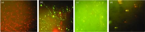 Comet assay images of (a) control, (b) vehicle, (c) DON, (d) positive ...