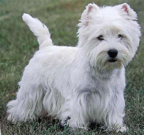 West Highland White Terrier Originally Scotland Dogs Breeds ~ planetanimalzone