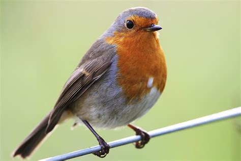 Robin | The Life of Animals