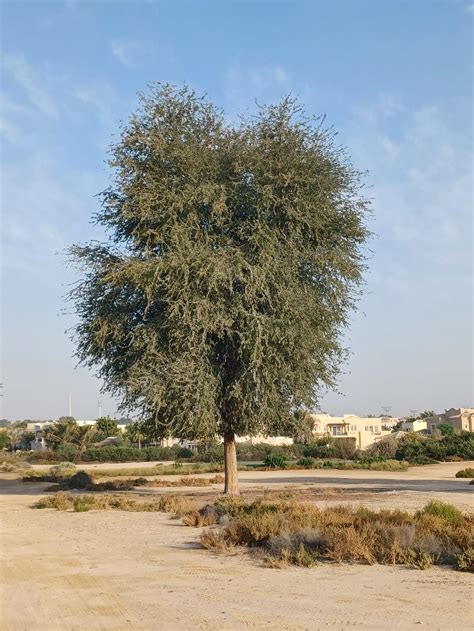 National tree of the UAE | GEO Foundation for Sustainable Golf